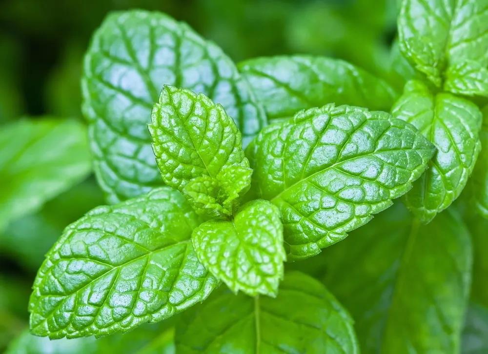 除臭劑提取物.jpg 1592892124604192.jpg